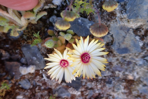 Image of Cleretum maughanii by no rights reserved