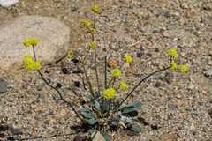 Eriogonum nudum westonii