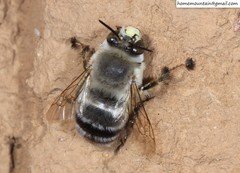 Anthophora patruelis