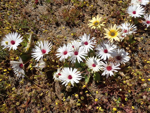Image of Cleretum maughanii by no rights reserved