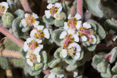 Euphorbia vallis-mortae