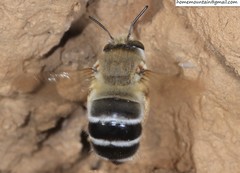 Anthophora patruelis