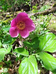 Paeonia caucasica