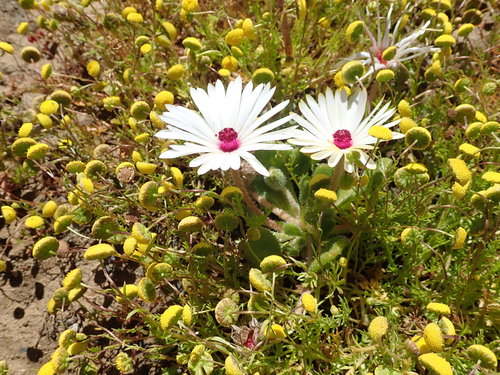 Image of Cleretum maughanii by no rights reserved