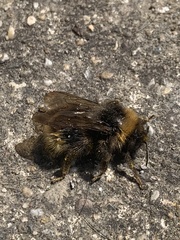 Bombus