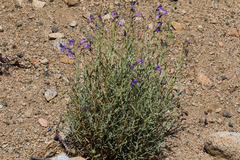 Penstemon incertus