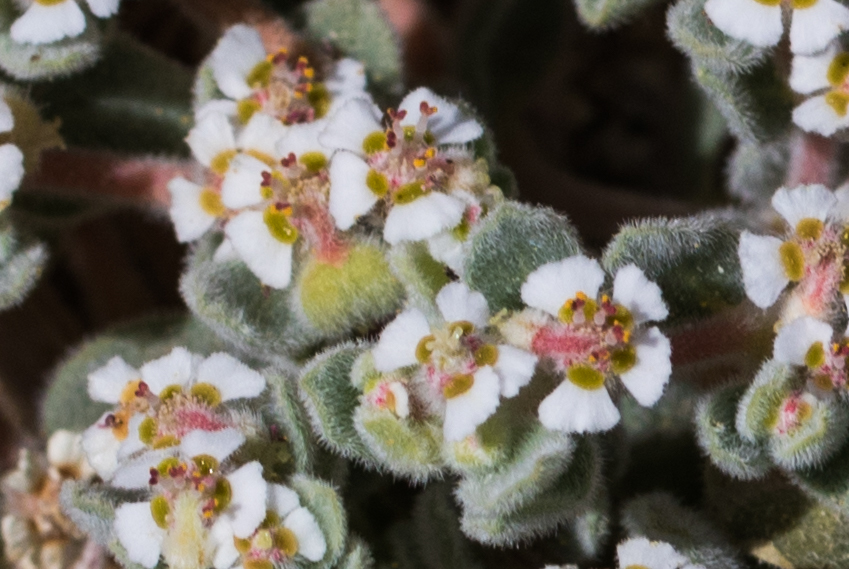 Euphorbia vallis-mortae