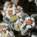 Euphorbia vallis-mortae - Photo 由 BJ Stacey 所上傳的 (c) BJ Stacey，保留部份權利CC BY-NC