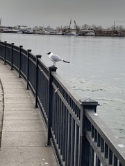 Chroicocephalus ridibundus