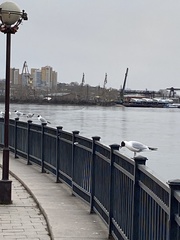 Chroicocephalus ridibundus