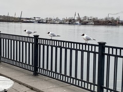 Chroicocephalus ridibundus