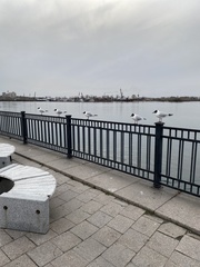 Chroicocephalus ridibundus