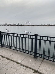 Chroicocephalus ridibundus