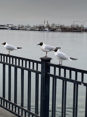 Chroicocephalus ridibundus