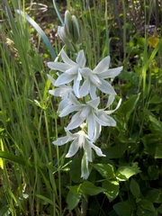 Ornithogalum nutans
