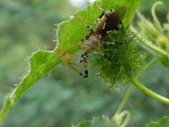 Cosmolestes annulipes