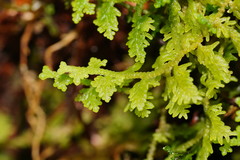 Trichocolea mollissima