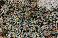 Euphorbia vallis-mortae