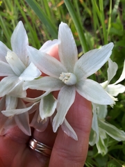 Ornithogalum nutans