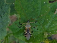 Cosmolestes annulipes