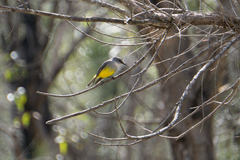 Eopsaltria griseogularis