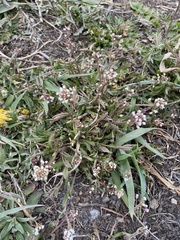 Capsella bursa-pastoris