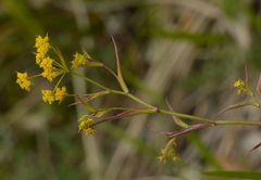 Bupleurum falcatum