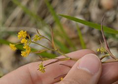 Bupleurum falcatum