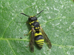 Ancistrocerus renimacula
