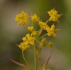 Bupleurum falcatum