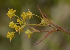 Bupleurum falcatum