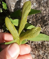 Puccinia sii-falcariae