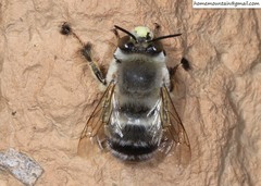 Anthophora patruelis