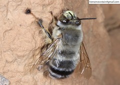 Anthophora patruelis