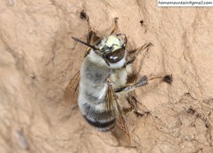 Anthophora patruelis