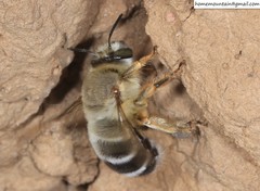 Anthophora patruelis