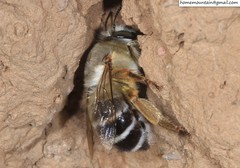 Anthophora patruelis