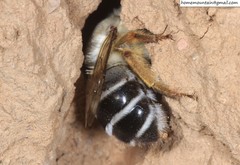 Anthophora patruelis