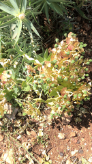 Myrsiniteae