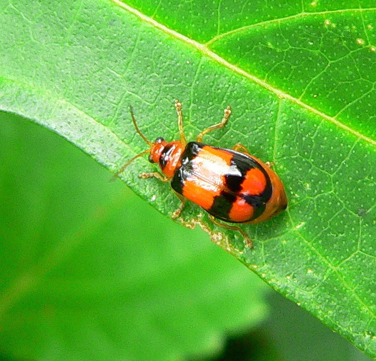 Diacantha collaris from Berea West, Westville, 3629, South Africa on ...