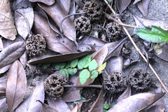 Liquidambar chinensis