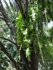 Epipremnum