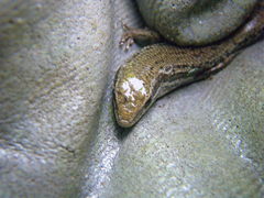 Morethia adelaidensis