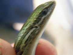 Morethia adelaidensis