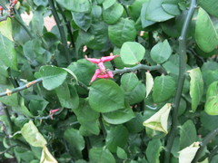 Euphorbia tithymaloides