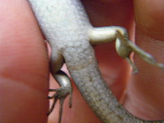 Morethia adelaidensis