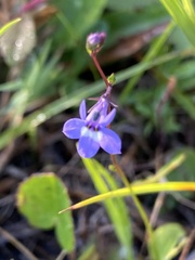Lobelia feayana