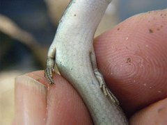 Morethia adelaidensis