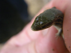 Morethia adelaidensis