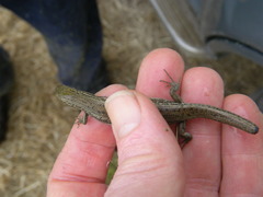 Morethia adelaidensis